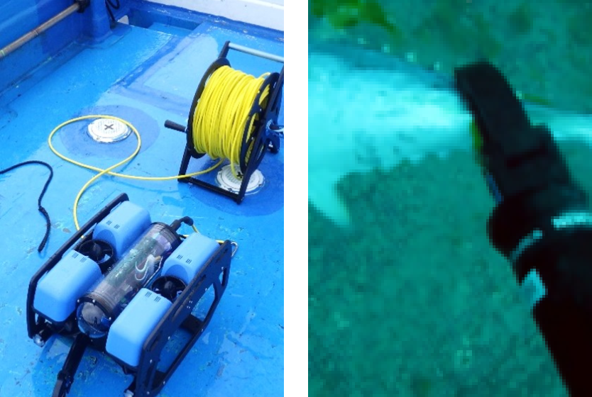 斃死魚回収