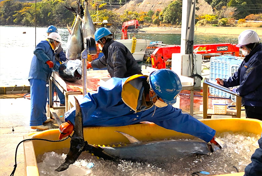 くろまぐろの出荷・検量